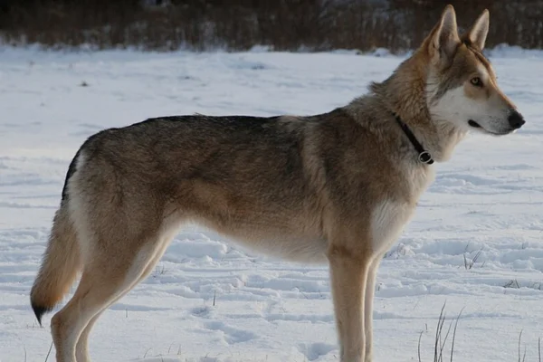 Cão Lobo de Saarloos 2vettop% Cão-lobo-de-saarloos (2)