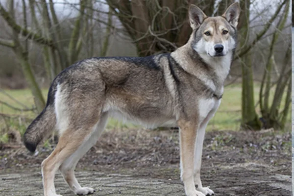 Cão Lobo de Saarloos 1vettop% Cão-lobo-de-saarloos (2)