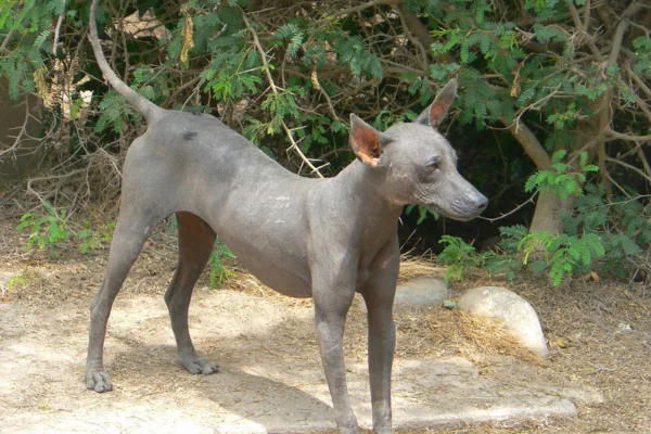 Cão-pelado-peruano 2vettop% Cão-pelado-peruano