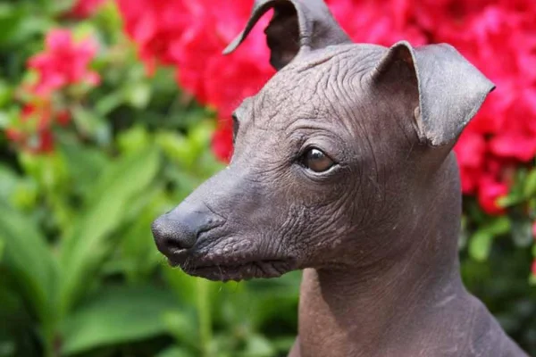 Cão-pelado-peruano 1vettop% Cão-pelado-peruano