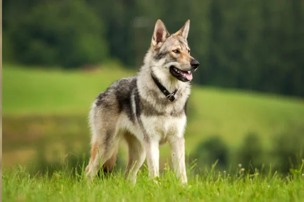 Cão lobo Checoslovaco 1vettop% Cãolobo Checoslovaco (1)