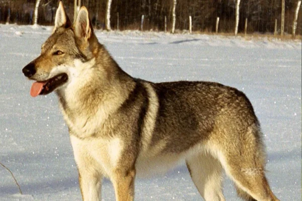 Cão lobo Checoslovaco 2vettop% Cãolobo Checoslovaco