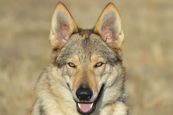 Cão lobo Checoslovaco 2vettop% Cãolobo Checoslovaco