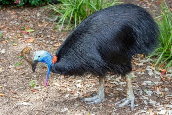 Aves que Não Voam: Características e Curiosidades 5vettop% Casuar (1)