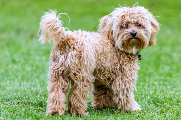 Cavoodle ou Cavapoo 2vettop% Cavoodle ou Cavapoo