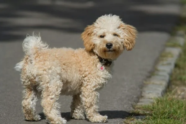 Cavoodle ou Cavapoo 1vettop% Cavoodle ou Cavapoo
