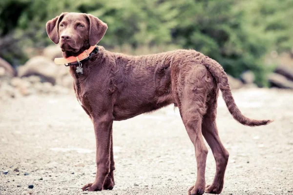 Chesapeake bay retriever 1vettop% Chesapeake bay retriever