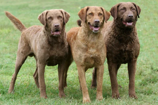 Chesapeake bay retriever 2vettop% Chesapeake bay retriever