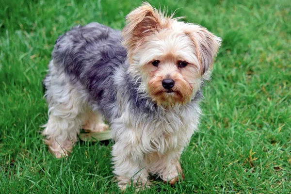 Chorkie 1vettop% Chorkie Raça de cachorro