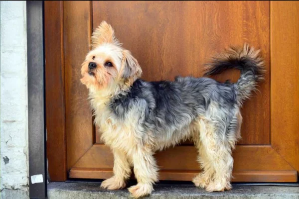 Chorkie 2vettop% Chorkie