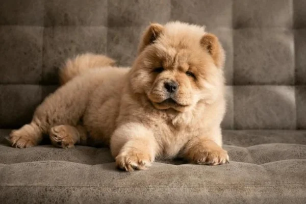 Chow Chow 1vettop% raça de cachorro Chow Chow