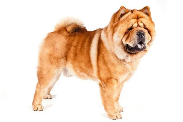 Chow Chow 2vettop% raça de cachorro Chow Chow