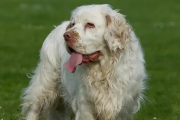 Clumber spaniel 1vettop% Clumber Spaniel