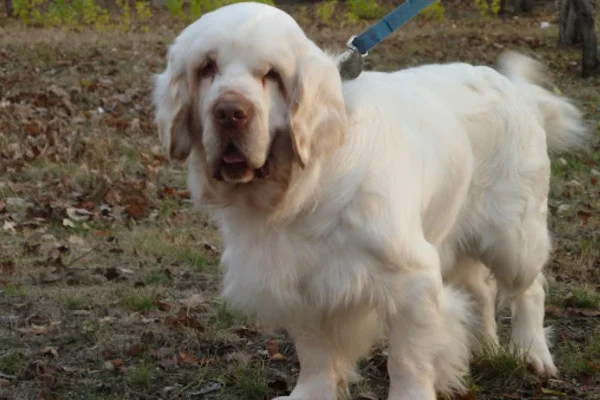 Clumber spaniel 2vettop% Clumber Spaniel