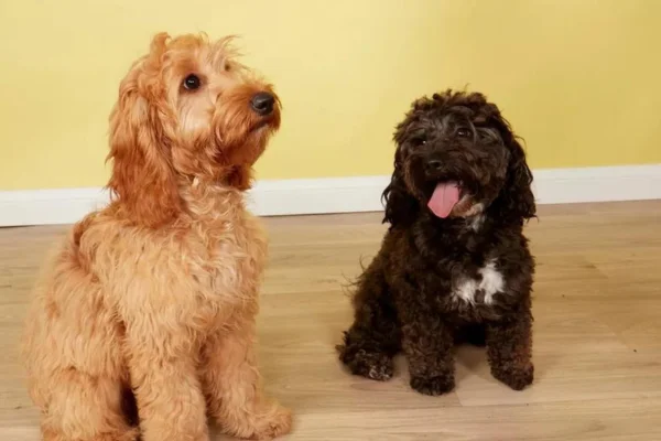 Cockapoo 1vettop% Cockapoo- Raça de cachorro