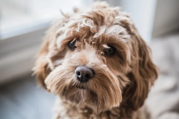 Cockapoo 2vettop% Cockapoo- Raça de cachorro
