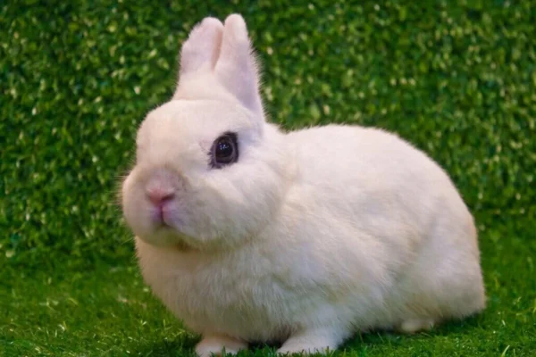 Coelho Hotot 2vettop% Coelho Hotot