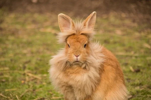 Lionhead 2vettop% Coelho Lionhead