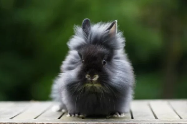 Lionhead 1vettop% Coelho Lionhead