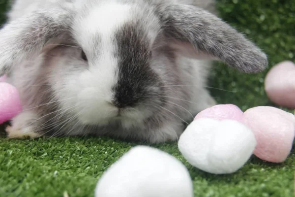 Coelho Mini Lop 1vettop% Coelho Mini Lop