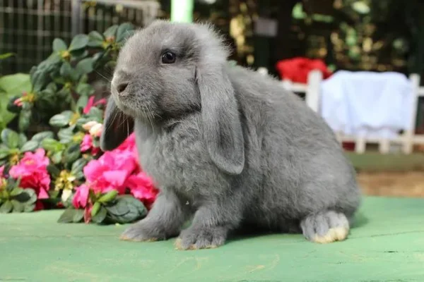 Coelho Mini Lop 2vettop% Coelho Mini Lop