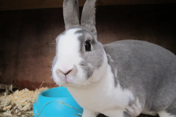 Coelho Mini Rex 1vettop% Coelho Mini Rex