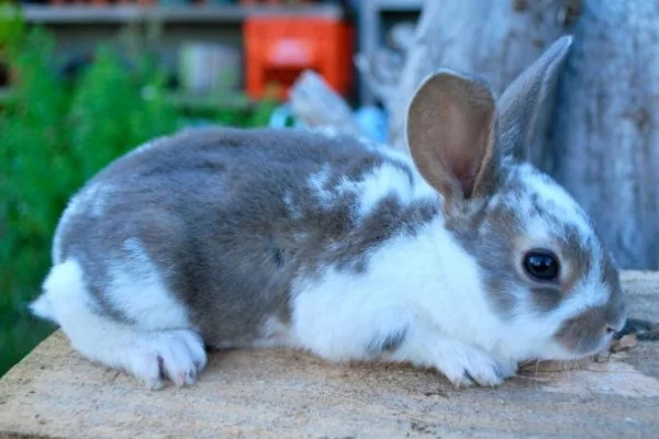 Coelho Mini Rex 2vettop% Coelho Mini Rex