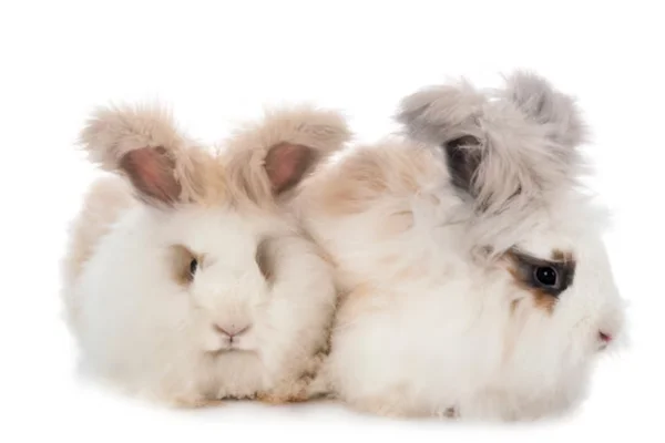 Coelhos Angorás 1vettop% Coelhos Angorás