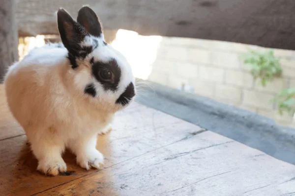 Coelhos Anões 1vettop% Coelhos Anões
