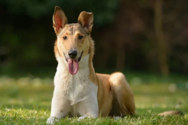 Collie de Pelo Curto 1vettop% Collie de Pelo Curto