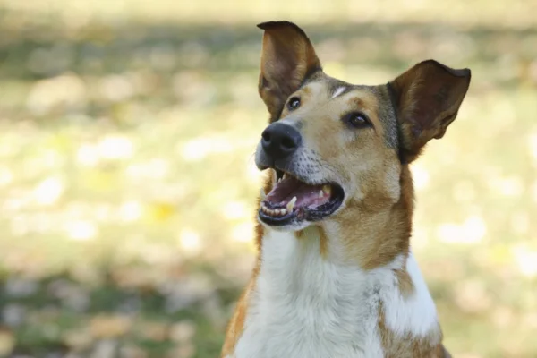 Collie de Pelo Curto 2vettop% Collie de Pelo Curto