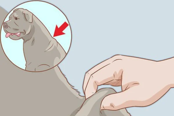 Como Administrar Insulina em Cães com Diabetes 2vettop% Como Administrar Insulina em Cães com Diabetes (2)