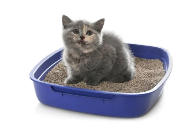 Como Impedir Gatos de Urinarem em Locais Indesejados 4vettop% Como Impedir Gatos de Urinarem em Locais Indesejados (1)