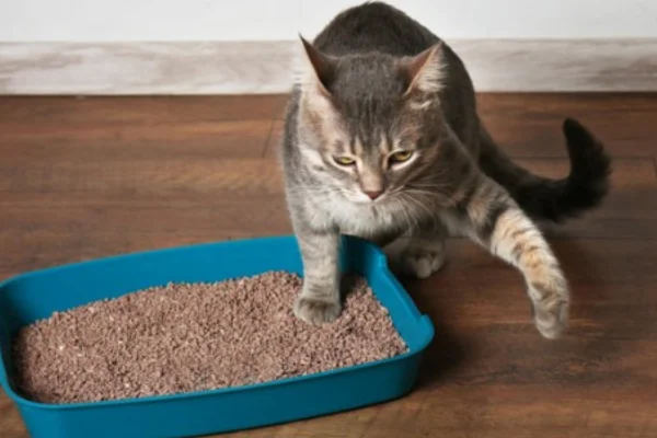 Como Impedir Gatos de Urinarem em Locais Indesejados 2vettop% Como Impedir Gatos de Urinarem em Locais Indesejados (1)