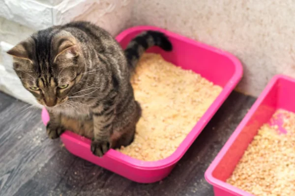 Como Impedir Gatos de Urinarem em Locais Indesejados 1vettop% Como Impedir Gatos de Urinarem em Locais Indesejados (1)