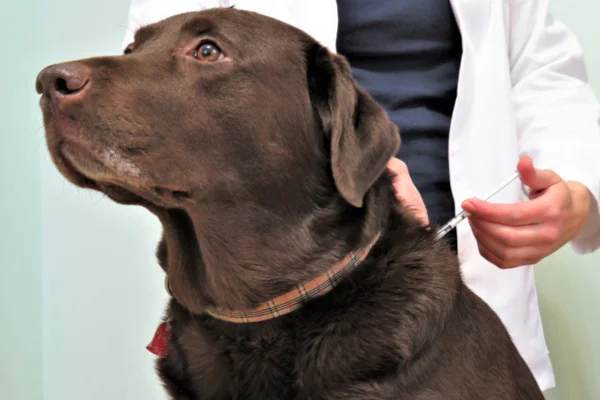 Compreendendo a Diabetes Canina: Sintomas e Tratamentos 1vettop% Diabetes Canina