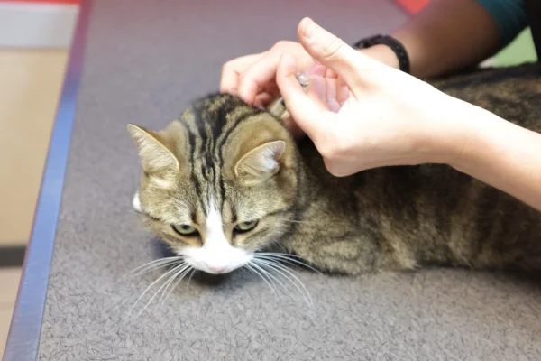 Controle da Diabetes em Gatos 1vettop% Controle da Diabetes em Gatos