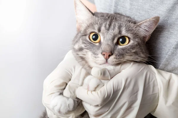 Controle da Diabetes em Gatos 2vettop% Controle da Diabetes em Gatos