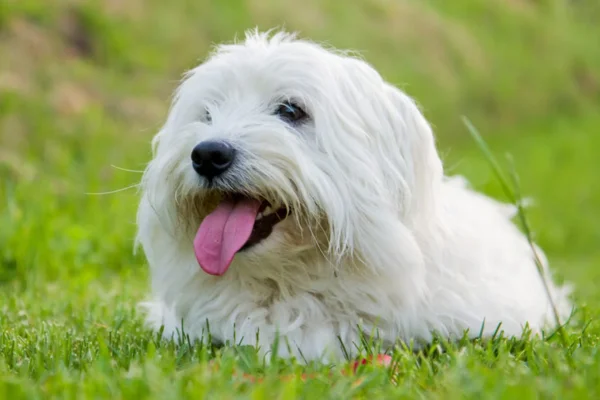 Coton de Tulear 1vettop% Coton de Tulear