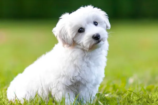 Coton de Tulear 2vettop% Coton de Tulear