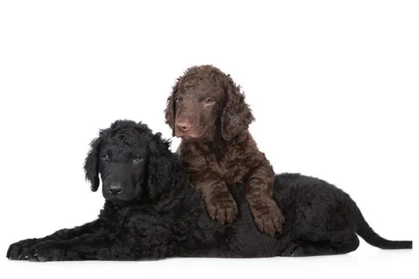 Curly coated retriever 2vettop% Curly coated retriever