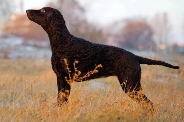 Curly coated retriever 1vettop% Curly coated retriever