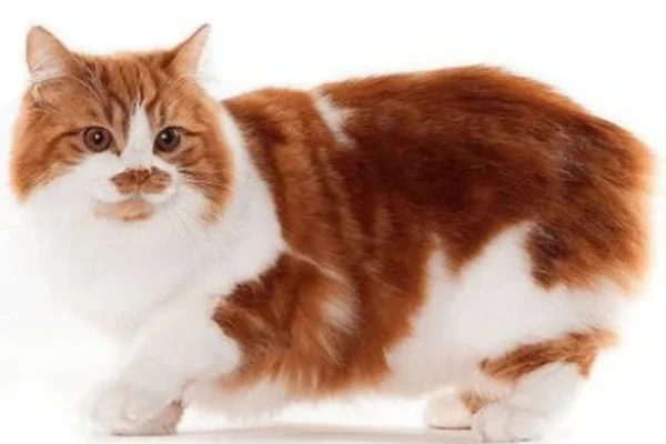 Gato Cymric 2vettop%