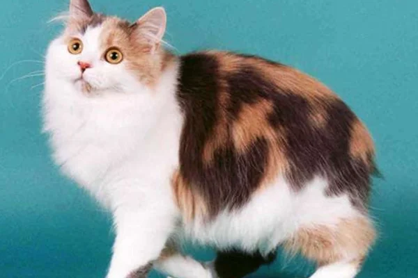 Gato Cymric 1vettop% Cymric