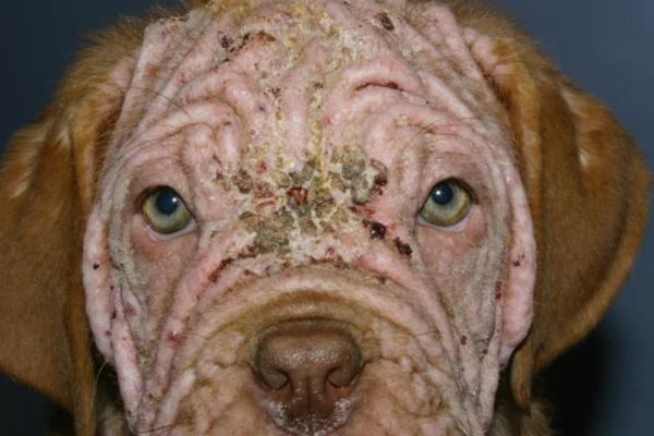Demodicose Canina Generalizada 2vettop% Demodicose Canina Generalizada