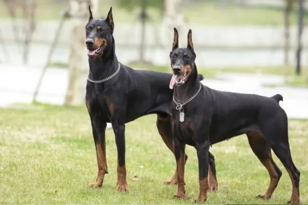 Doberman 1vettop% Doberman (2)