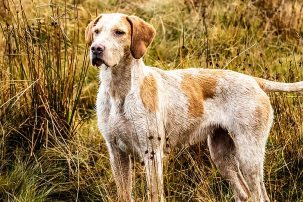 Doença de Lyme em Cães 1vettop% Doença de Lyme em Cães