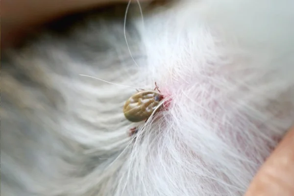 Doença de Lyme em Cães 2vettop% Doença de Lyme em Cães