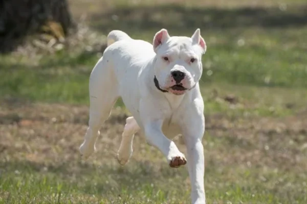 Dogo argentino 1vettop% Dogo argentino