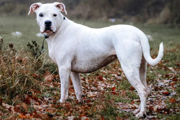 Dogo argentino 2vettop% Dogo argentino